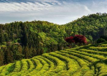 boseong green tea fields