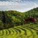 boseong green tea fields