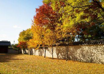 fall in seoul
