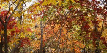 korea autumn bucket list