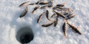 Hwacheon Sancheoneo Ice Festival