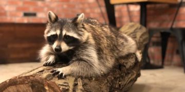 Hongdae raccoon cafe seoul