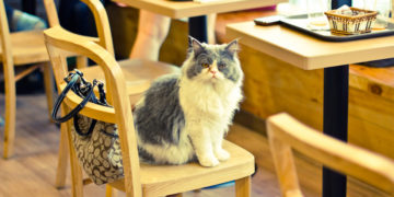 "Cat in Chair at Cat Cafe" by ceruleansky is licensed under CC BY-NC-ND 2.0
