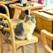 "Cat in Chair at Cat Cafe" by ceruleansky is licensed under CC BY-NC-ND 2.0