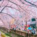 cherry blossom forecast