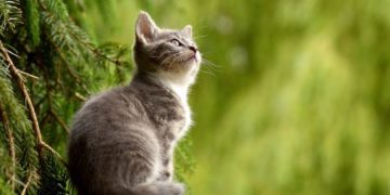 cat lover garden seoul