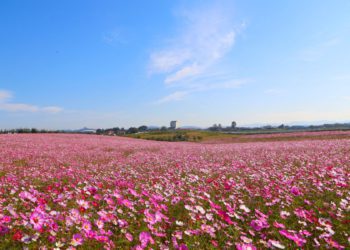 Anseong Farmland