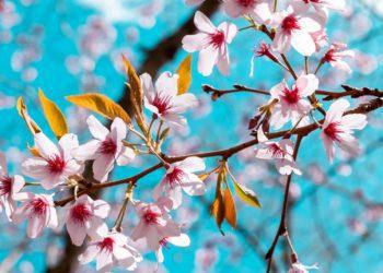 hidden cherry blossom seoul