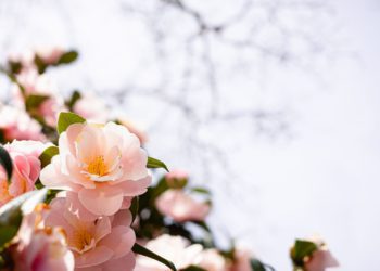 springtime jeju island