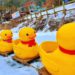 Winter Fun: Experience the Exciting Activities at the Sanjeong Lake Sledding Festival in Pocheon, Korea