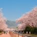 Jinhae Cherry Blossom Festival