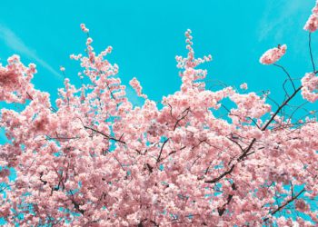 cherry blossom forecast 2024