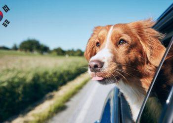 Pet-friendly places in Busan