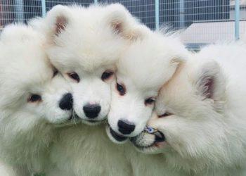 Winters Village - Samoyed Cafe