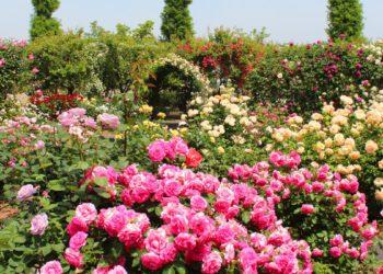 rose gardens festivals seoul