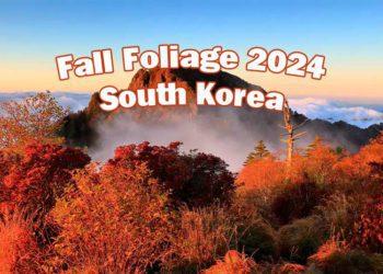 fall foliage forecast south korea 2024