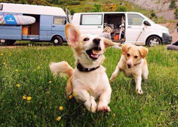 Crucial Tips for Traveling with Pets to South Korea: Ultimate Guide for Pet Parents  