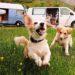Crucial Tips for Traveling with Pets to South Korea: Ultimate Guide for Pet Parents  