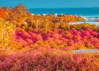 Jeju Camellia Arboretum