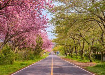 jeju cherry blossoms