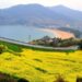 Flowering Namhae Festival