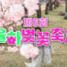 Gimhae Hidden Gem: 6th Yulha Cherry Blossom Festival 2025