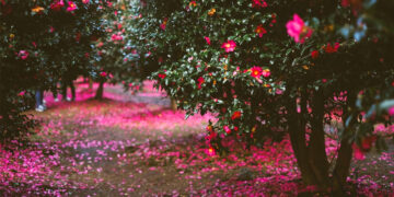 When the Camellia Blooms: 5 Travel Destinations You MUST Visit in Korea!