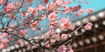 Spring Awakens: 11 Must-See Korean Festivals in March 2025