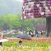 2025 Hampyeong Butterfly Festival: Your Healing Encounter with Spring