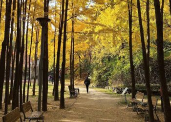 Seoul Forest Park: Complete Guide & Useful Tips to Your Healing Escape