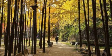 Seoul Forest Park: Complete Guide & Useful Tips to Your Healing Escape