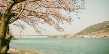 spring pollen allergies korea